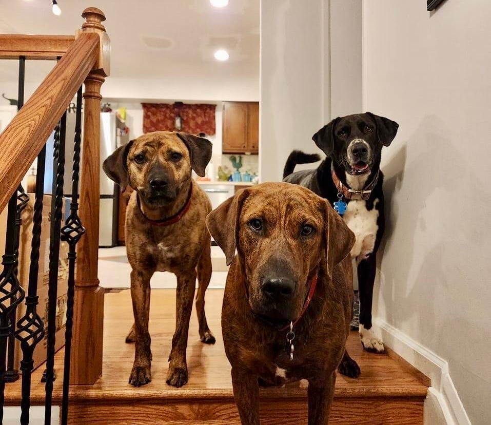 Three happy dogs in a house