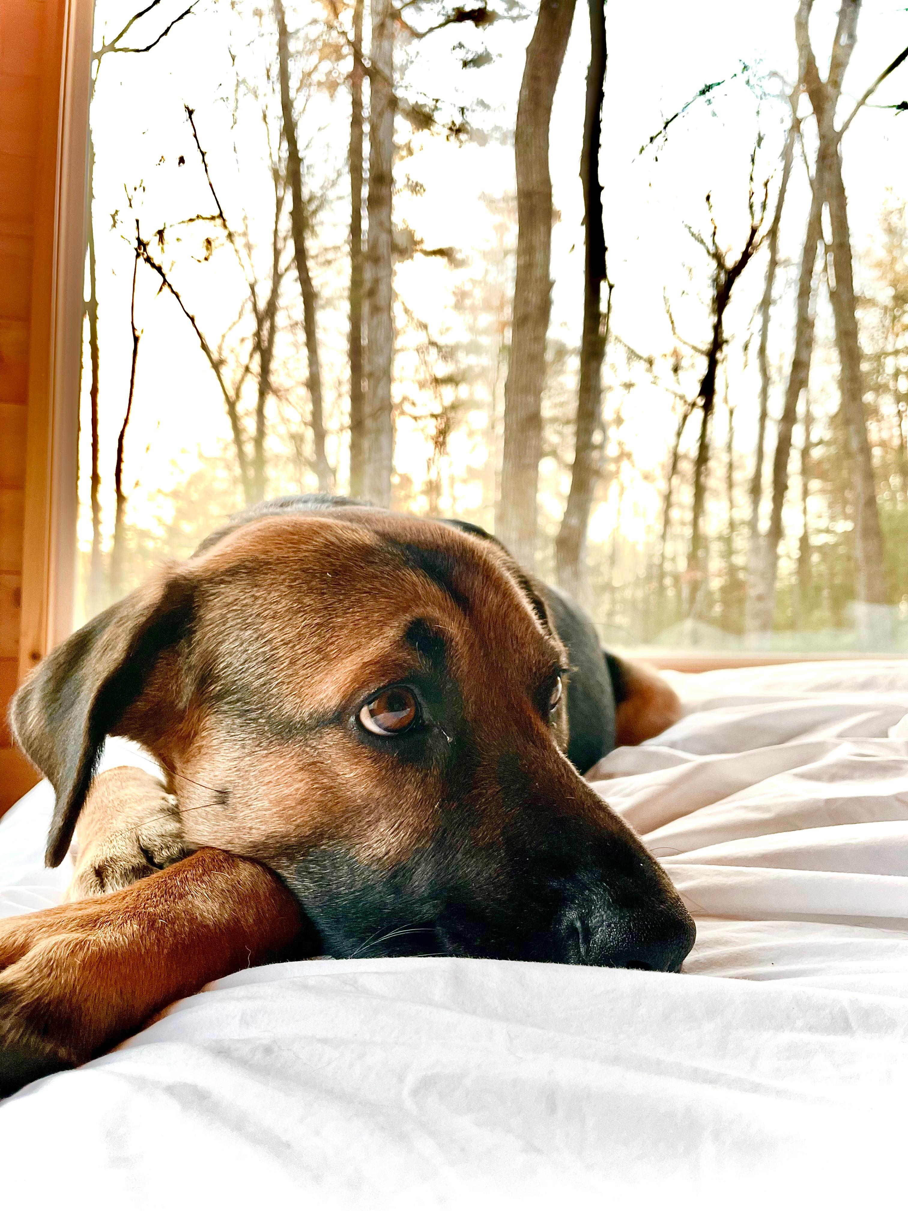 A close up of a dog in a bed