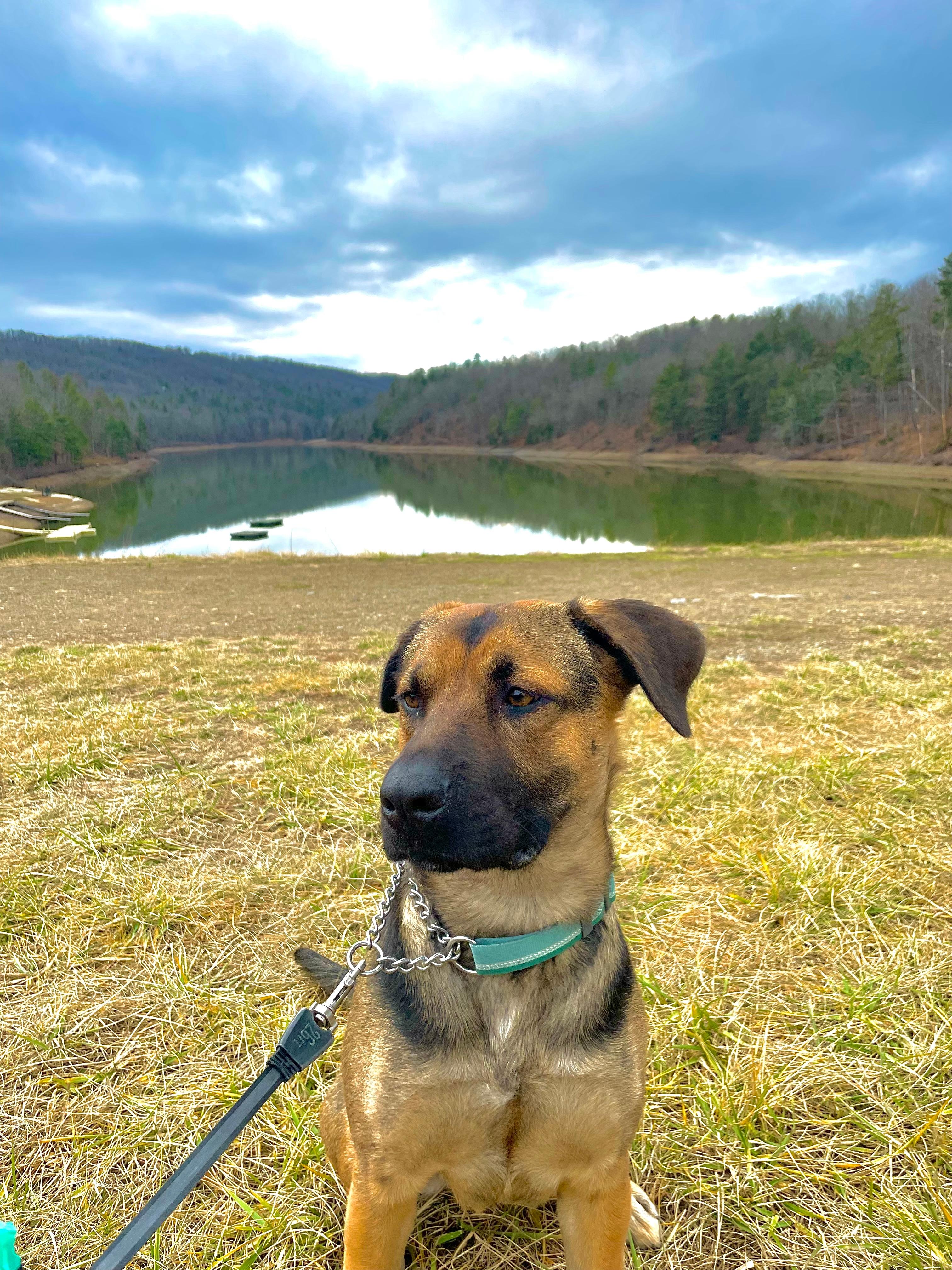A dog on a leash with a beautiful lake view