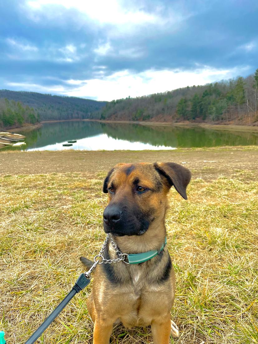 A dog on a leash with a beautiful lake view